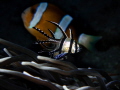 Banggai cardinalfish over a clownfish in the background