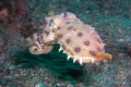 Rare Blue Ring Octopus on the move (toward the photographer!)