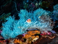 Blue Carpet Anemone