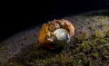 Crab and ball, on a night macro we found a crab rather suprisingly transporting a golfball! no where near a golf course!