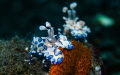 Harlequin shrimp waitying for a passing meal.