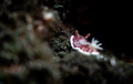 Goniobranchus Reticulatus on the move!