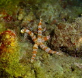 Vibrant Starfish found on a night dive.