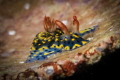 Hypselodoris infucata nudibranch -Nha Trang_ March 2024
(Canon100, 1/200, f16,iso100)