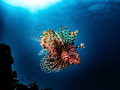 Lionfish in the water column