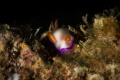 Thorunna daniellae nudibranch_Nha Trang_March2024
(Canon100,1/200,f18,iso100)