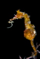 Seahorse and his babies