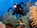 PADI instructor and accomplished underwater photographer Gerald Wilson in action