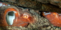 Giant Pacific Octopus in a den.  Taken at Sund Rock Marine Preserve in Hoodsport, WA