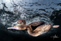 Socotra Cormorant