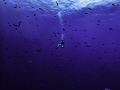 Divemaster watching his group on the wall