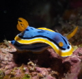 Chromodoris annae