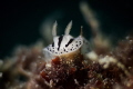 Phyllidiopsis xishaensis nudibranch. I used macro lens Canon EF 100 mm with a diopter by using a wide aperture to get a shallow depth of field_April 2024
 Canon EF100 1/200 f8 iso100 