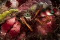 We often don t see them  but a thousand eyes watch us while we swim or dive with our sophisticated equipment that makes lots of bubbles. Like this friendly hermit crab which I found on a rock a few meters deep.
 Canon EF100  1/200  f14 iso100 