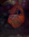 The Mediterranean Cardinal fish carrying his eggs on his mounth.