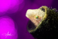 Fang Blenny