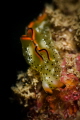 Elysia ornata nudibranch_ Dec 2023
( CanonEF100, 1/200,f18, iso100)