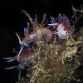 Four small Cratena nudibranchs close to each other tossed by the strong current of recent days_Sept 2024
(CanonEF60,1/200,f18,iso100)