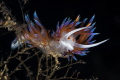 Cratena peregrina is always a great subject of macro in the Mediterranean Sea_Taken in July 2024
(CanonEF100,1/200,f20,iso100)