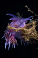 Flabellina ischitana nudibranch_June 2024
(CanonEF100,1/200,f16,iso100)