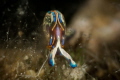 Thuridilla hopei. Often mistaken for a nudibranch, it is a sacoglossal opisthobranch without dorsal appendages. It can only be spotted with a keen eye, on the rocky seabed a few meters deep. Rarely exceeds 2cm in length.
(CanonEF100,1/200,f14,i.100)