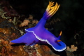 Hypselodoris apolegma