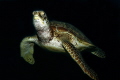 Turtle in the dark