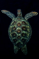 Turtle on dark