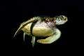 Turtle in the dark