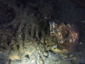 Plastic skeleton located in shanty bay ontario canada