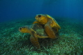 Gardens of the queen, Cuba,national marine park,,