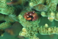 a very tiny hairy crab that lives at the bottom of a coral.