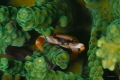 tiny crab that lives at the bottom of a coral