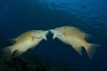 Hog fish kissing,gardens of the queen, cuba