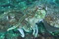 Cuttlefish love parade