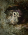 Blenny fish_Andamans_April 2024
 CanonEF100 1/250 f8 iso100  