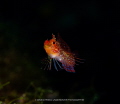 Meet the Red Triplefin  Tripterygion delaisi  picture taken off the coast of North Ibiza.