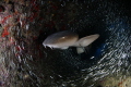 Circulo,nurse shark, hunting silver side fish,gardens of the queen, cuba