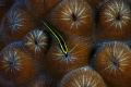 Goby, gardens of the queen, cuba