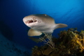 Nurse shark, gardens of the queen, cuba