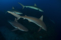 Caribbean reef shark hunting.gardens of the queen, cuba