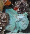 While night diving off the coast of Mexico (Cancun) I captured a shot of an octopus moving from the sand to a copper sponge, within 15 seconds the octopus changed from brilliant blue to copper in color. Taken with a Canon EOS Digital Rebel (Ikelite).