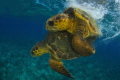 Logger head turtle mating,Cuba, gardens of the queen