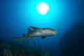 Nurse shark and sun,,gardens of the queen, cuba