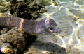 Moray Eel showing he’s not a fan of photographers. Taken on the big island of Hawaii at Kahaluu bay. Canon G7X3