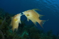 Hog fish behavior,gardens of the queen.cuba