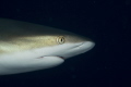 Caribbean reef shark head