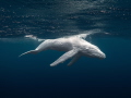 This is a photo of an incredibly rare white humpback whale calf in Vava u  Tonga 2024.