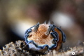 GLOSSODORIS A LISERE- Glossodoris cincta 
ile de la Réunion 2024