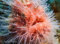 Hairy frogfish
Lembah straight  sulawesi 
Canon Gx7m3
Fantasea housing 
f10 1/60 iso 125